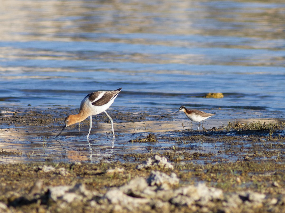 Phalarope de Wilson - ML595694351