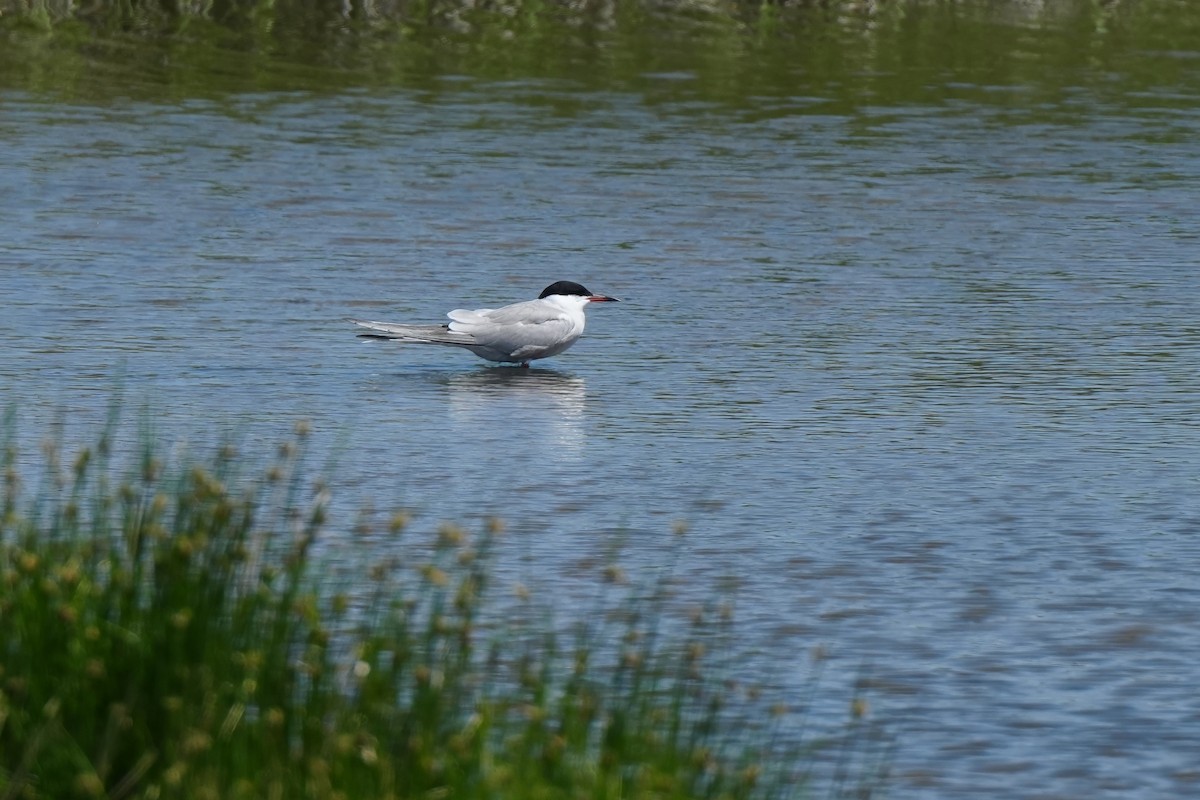 Common Tern (hirundo/tibetana) - 重融 黃