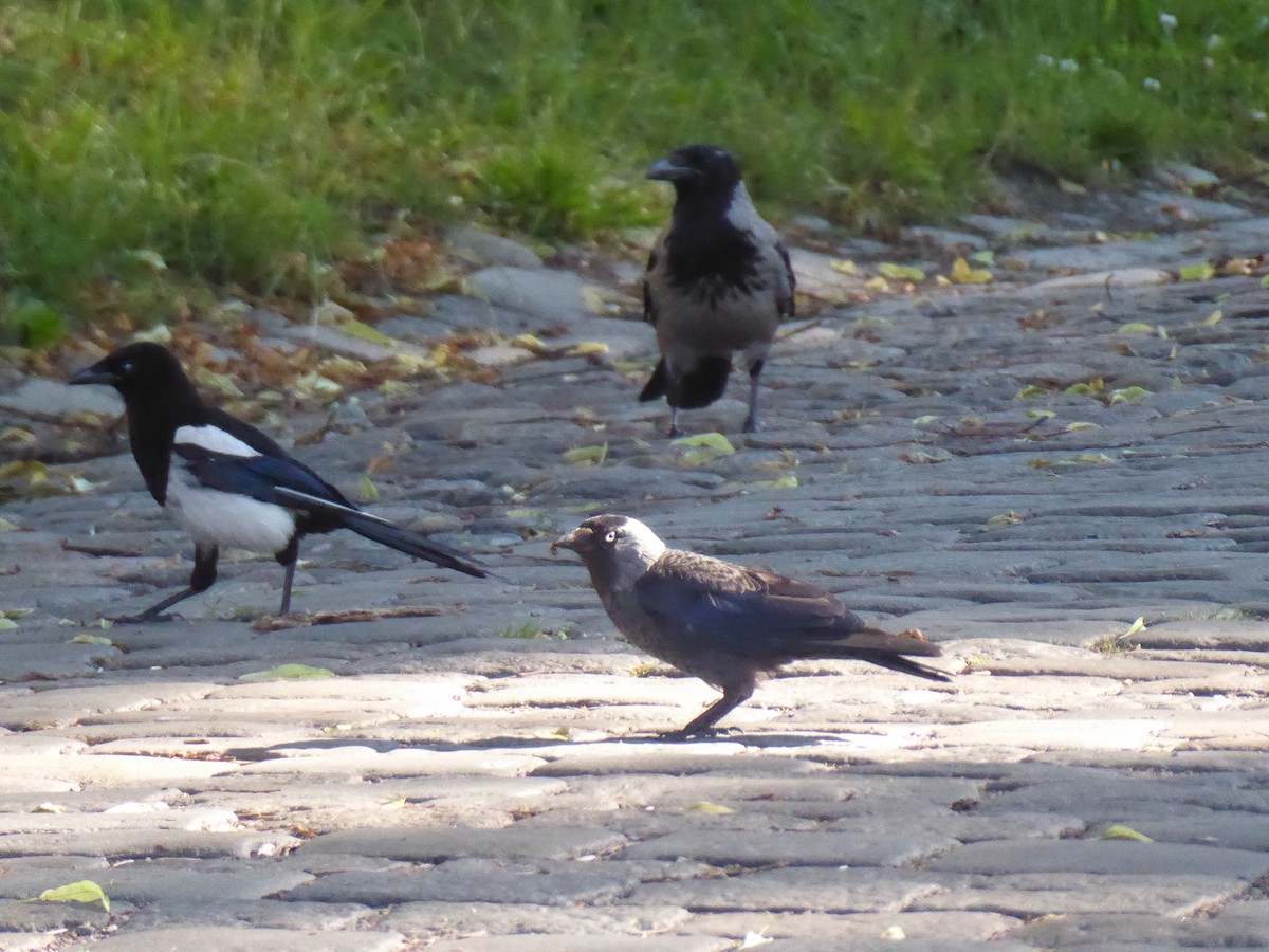 Eurasian Jackdaw - Hugo Selles