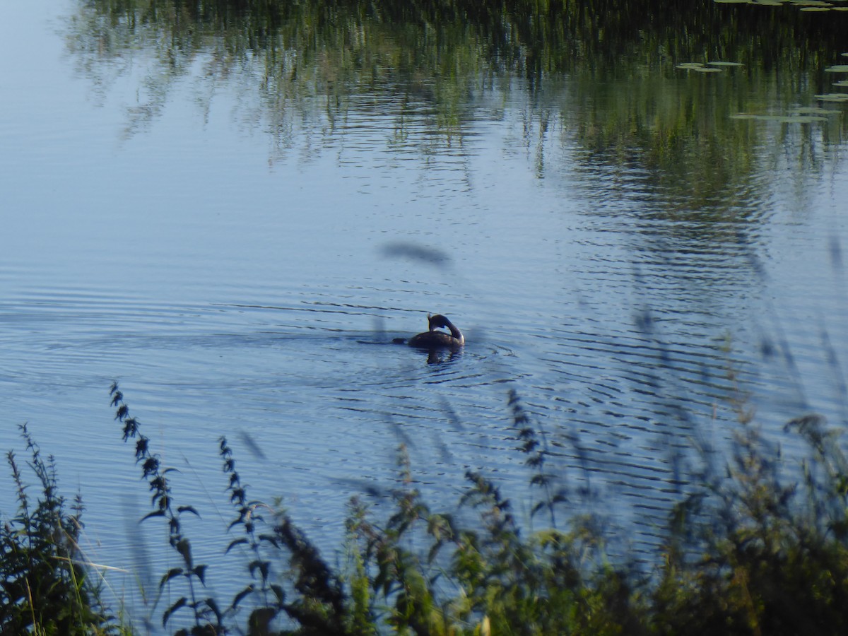 Great Crested Grebe - ML595698211