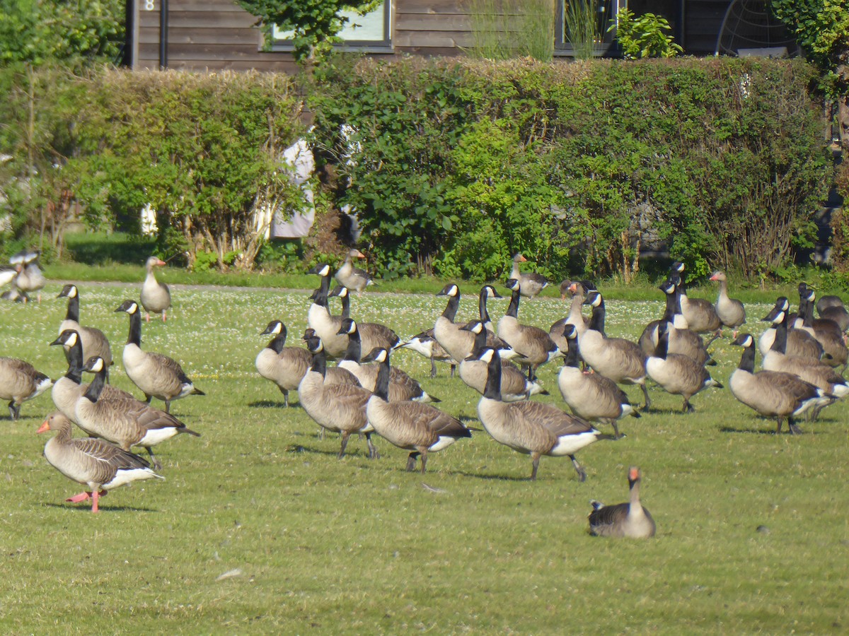 Canada Goose - ML595698331