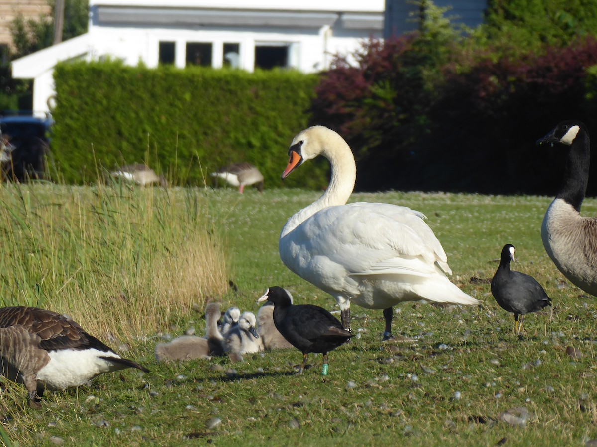 Cygne tuberculé - ML595698441