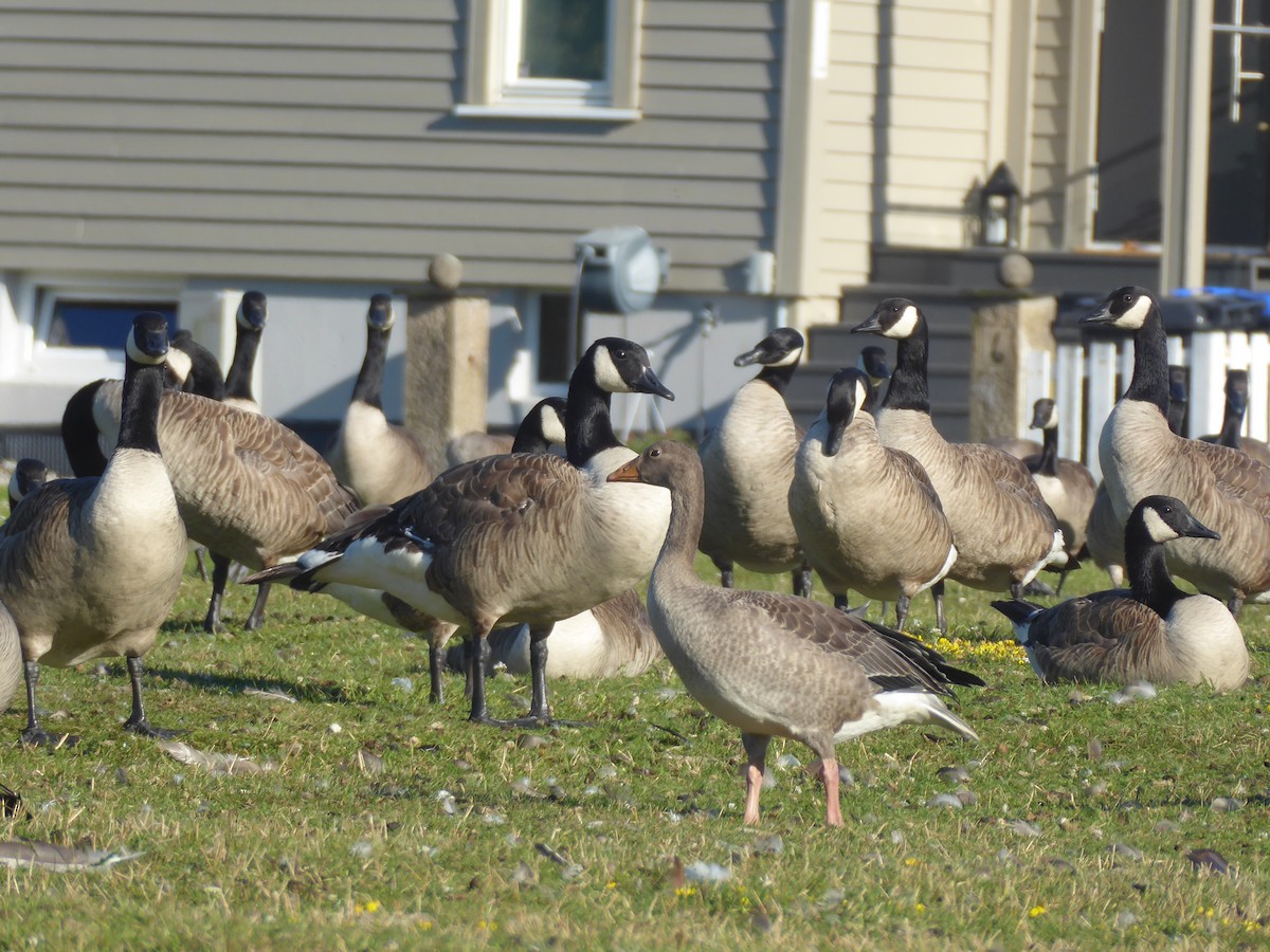 Graylag Goose - ML595698491