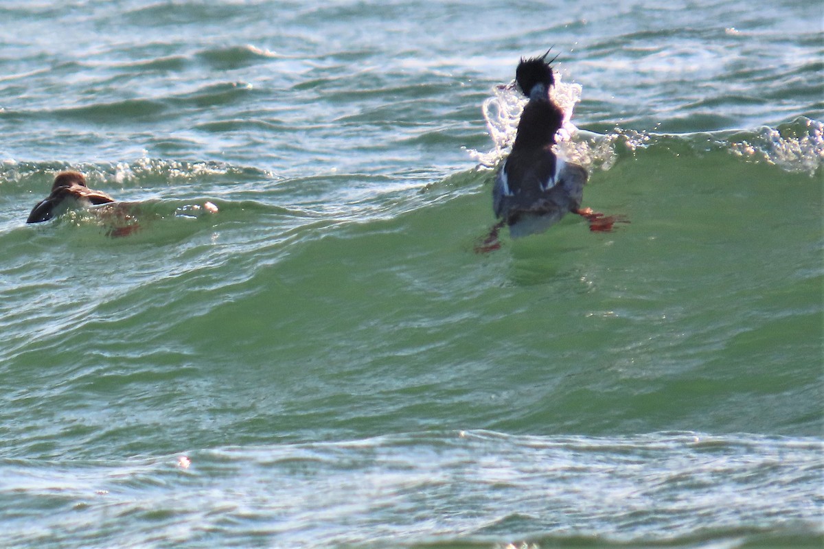 Red-breasted Merganser - ML595698871