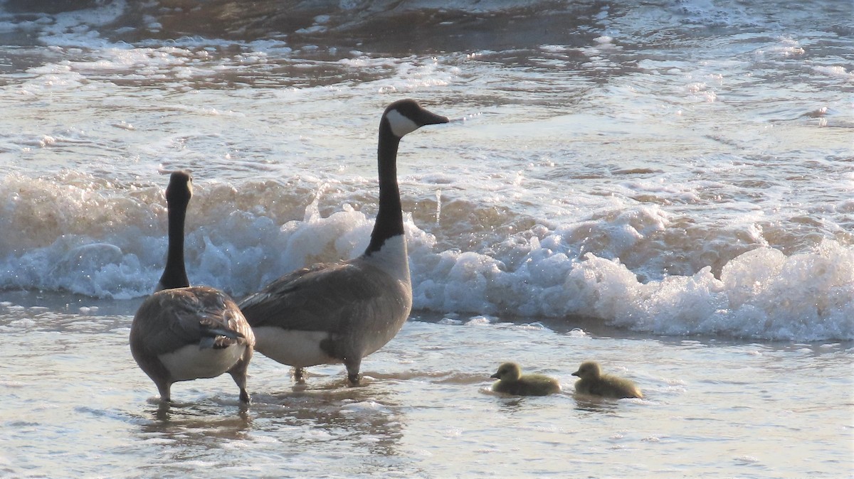 Canada Goose - ML595698921