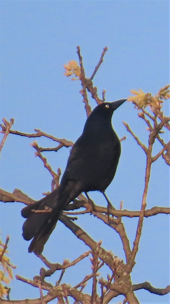 Common Grackle - ML595699421