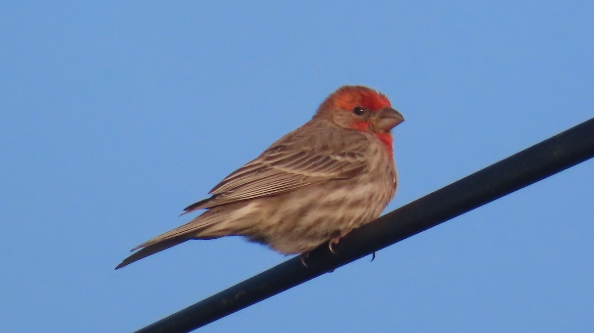 House Finch - ML595699671