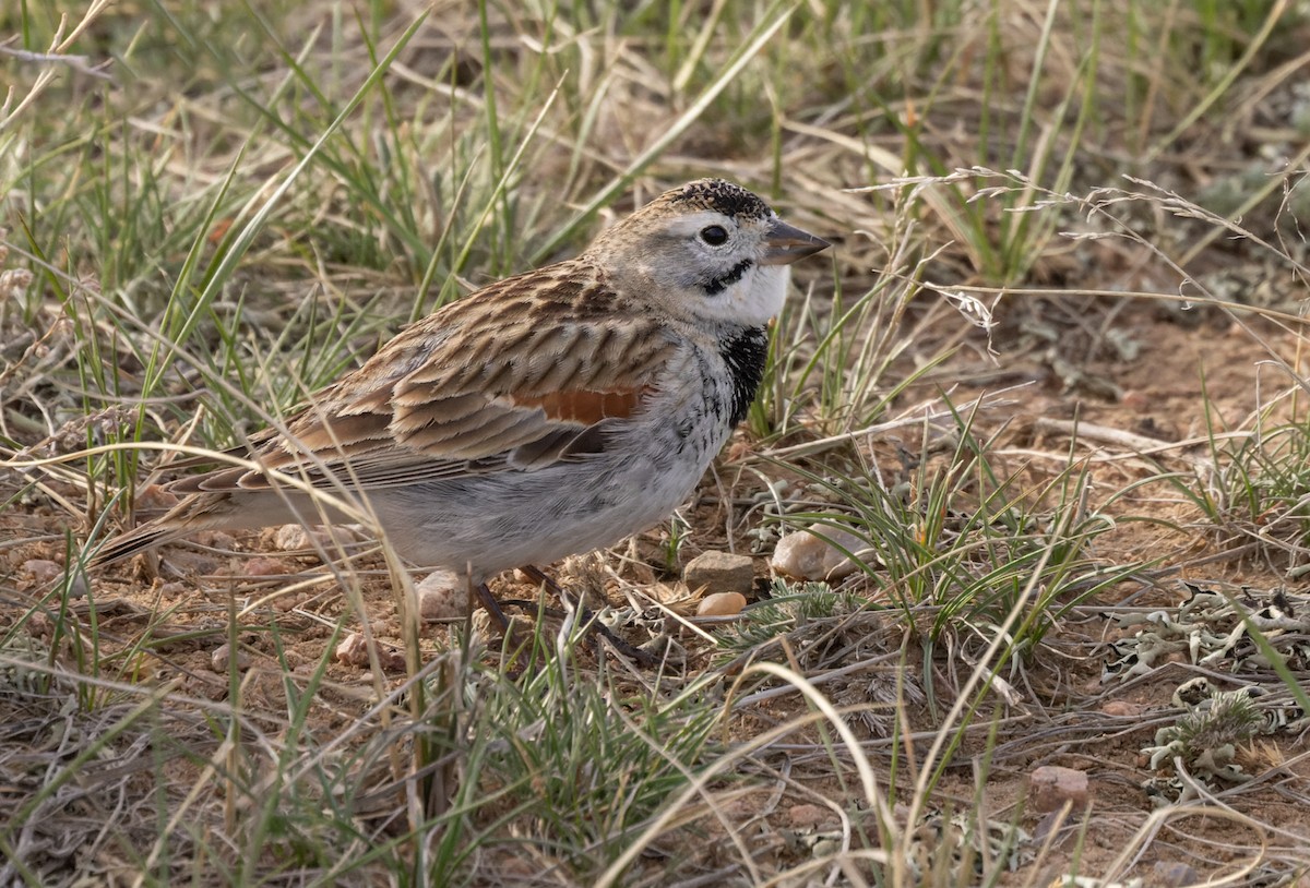 Thick-billed Longspur - ML595699711