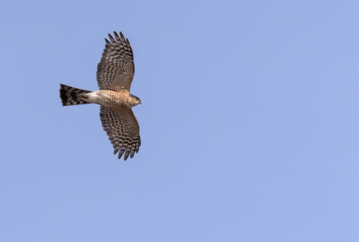 Sharp-shinned Hawk (Northern) - ML595699721