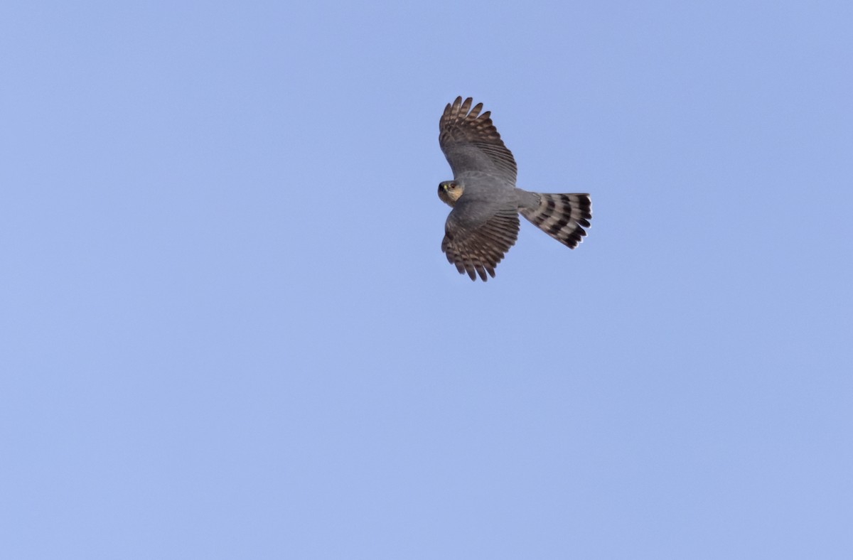 Sharp-shinned Hawk (Northern) - ML595699731