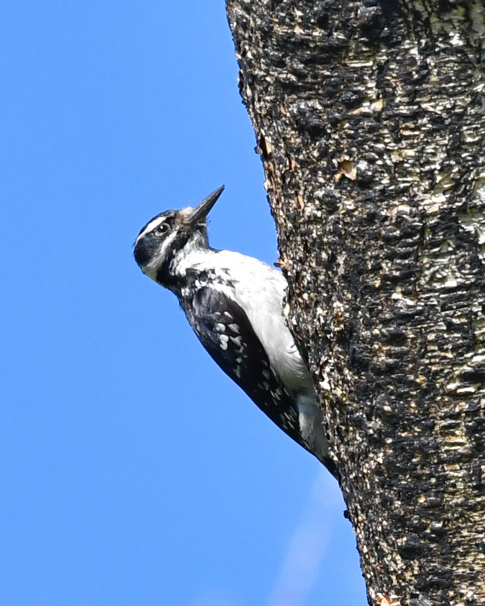 Hairy Woodpecker - ML595699851