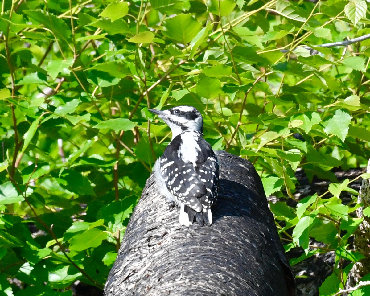 Hairy Woodpecker - ML595699861