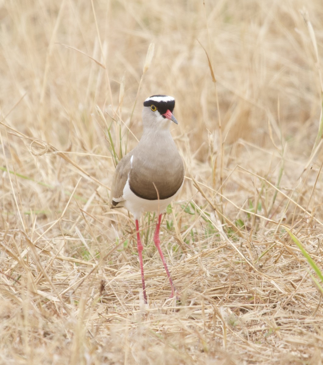 Crowned Lapwing - ML595699881