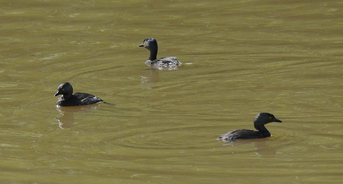 Least Grebe - ML595700131