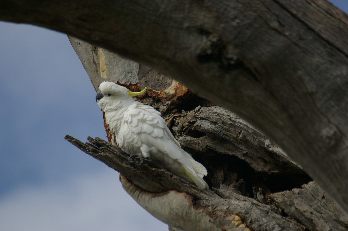 Cacatúa Galerita - ML595700201