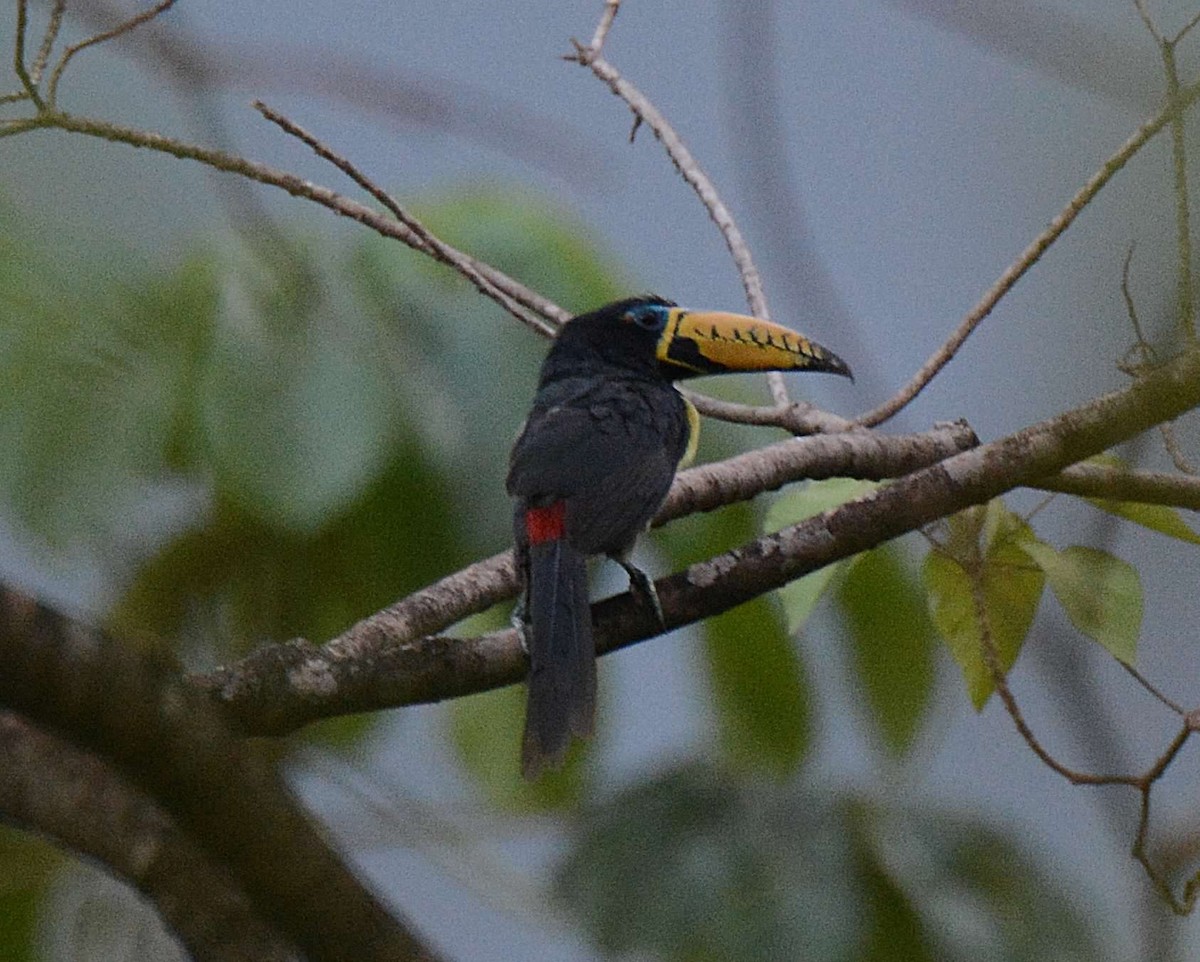 Lettered Aracari - ML595700261