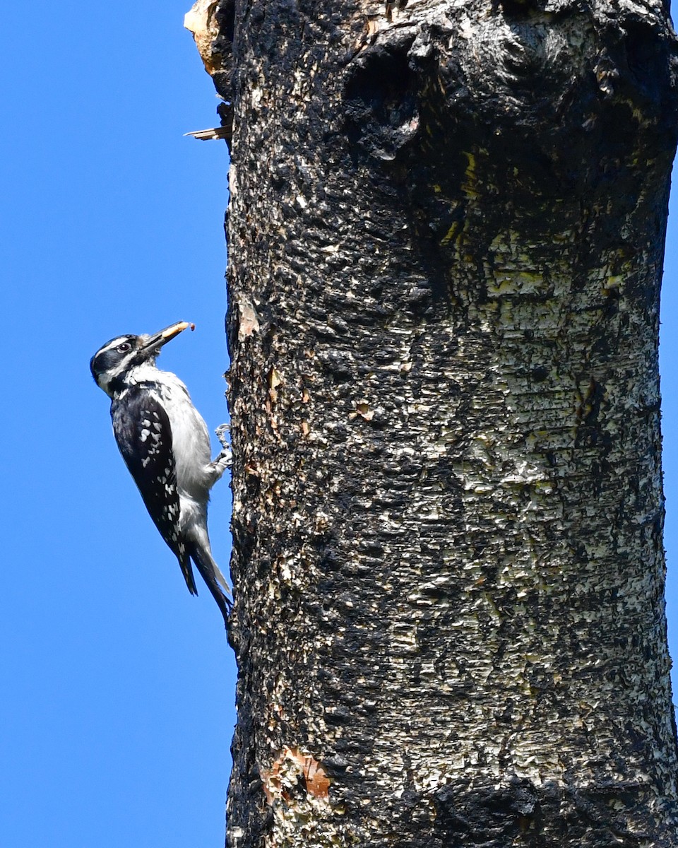 Hairy Woodpecker - ML595700291