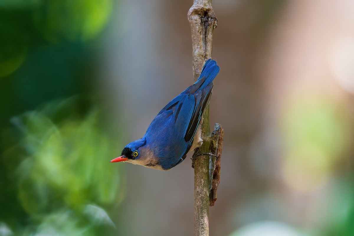 Velvet-fronted Nuthatch - Saswat Mishra