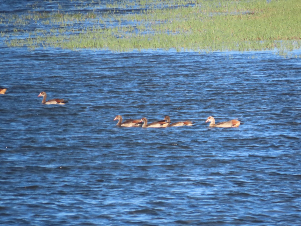 Egyptian Goose - ML595700731