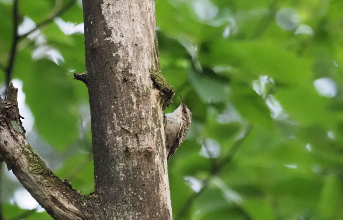 Short-toed Treecreeper - ML595700741