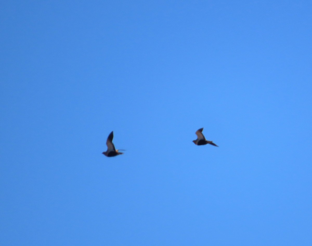 Black-bellied Sandgrouse - ML595700751