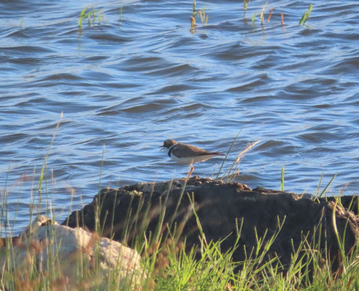 Little Ringed Plover - ML595700771