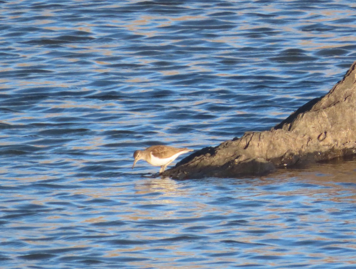 Common Sandpiper - Juanjo Bote