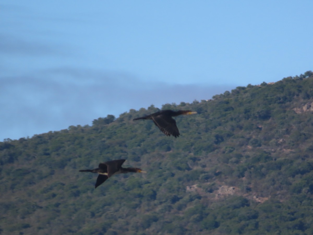 Great Cormorant - ML595700821