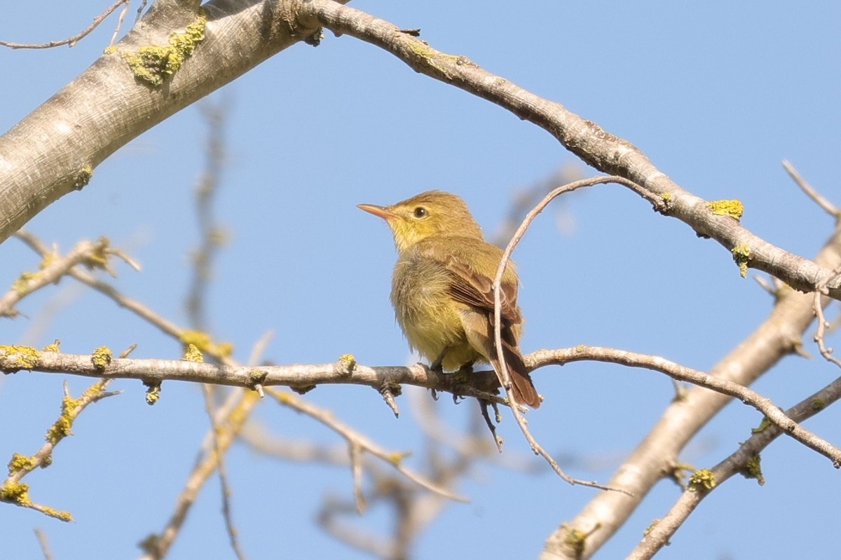 Melodious Warbler - ML595700841