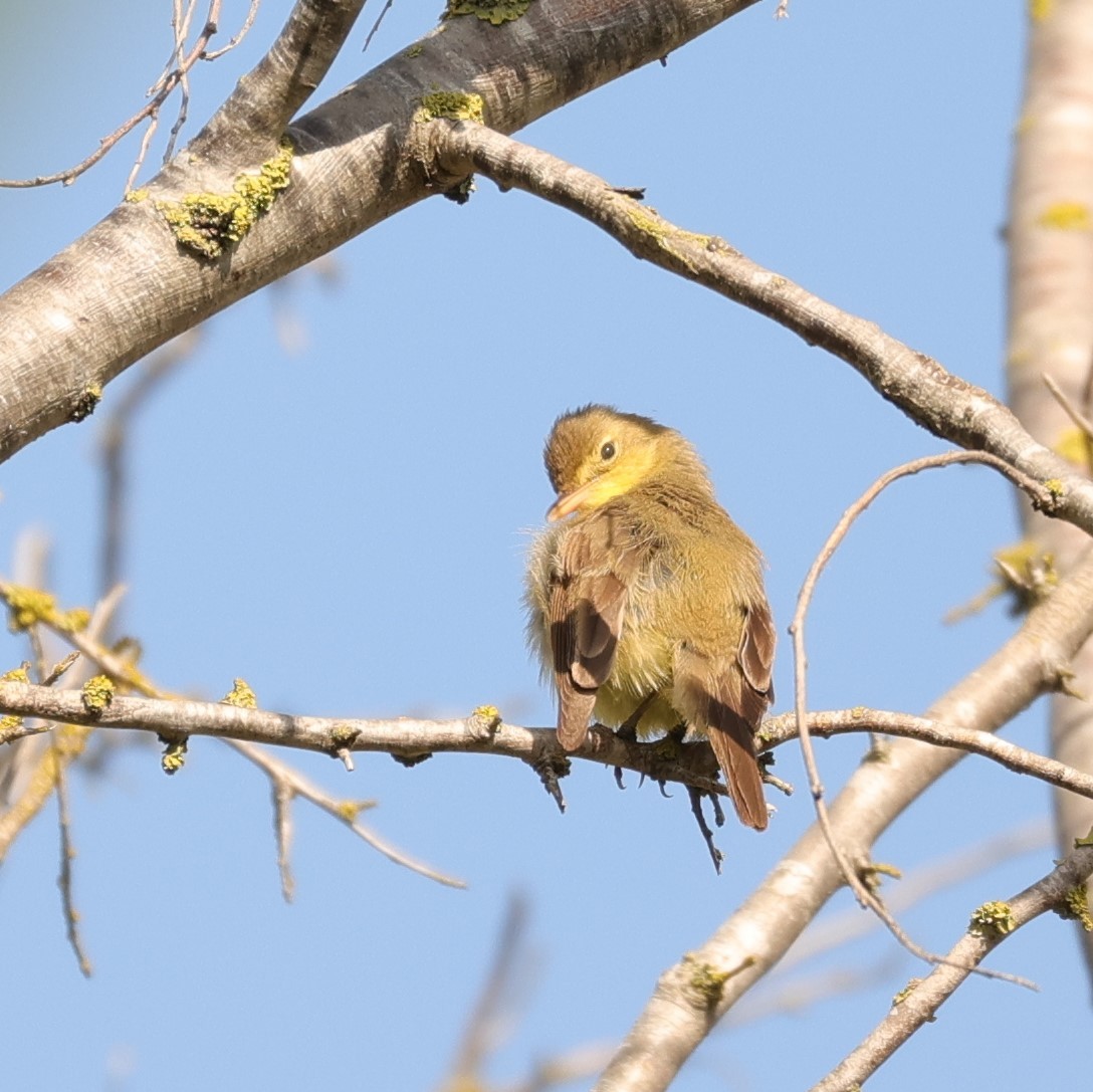 Melodious Warbler - ML595700851