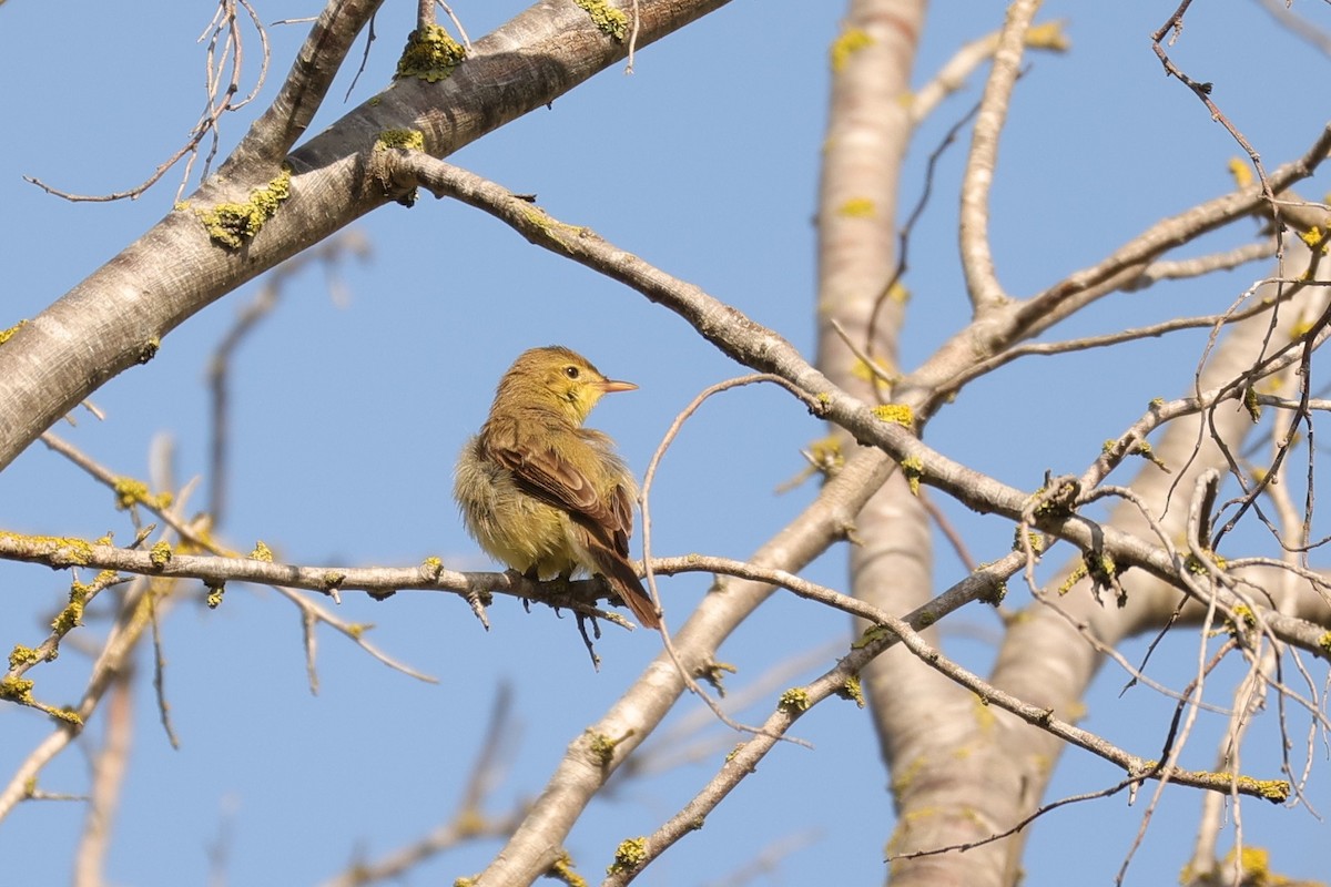 Melodious Warbler - ML595700861