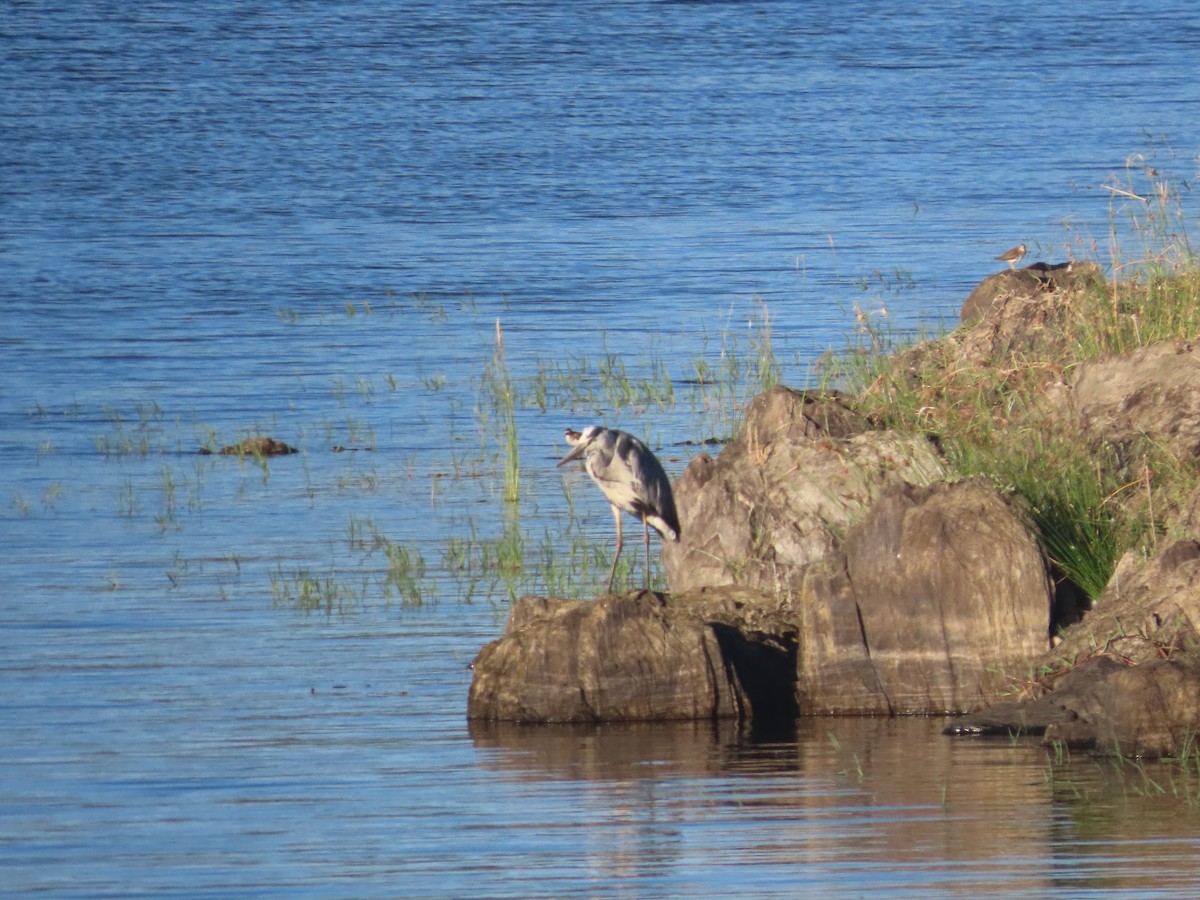 Gray Heron - Juanjo Bote