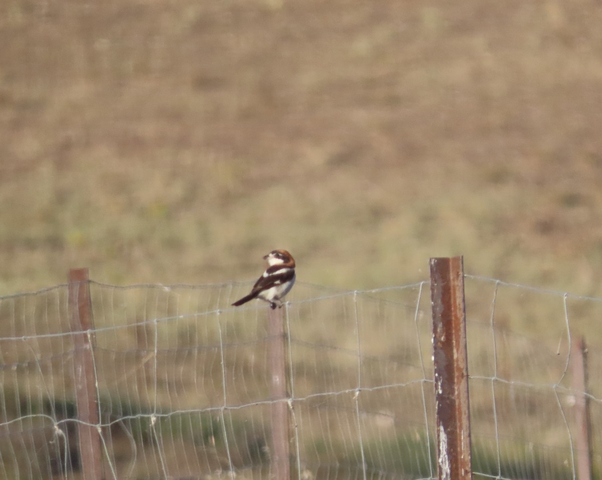 Woodchat Shrike - ML595700881