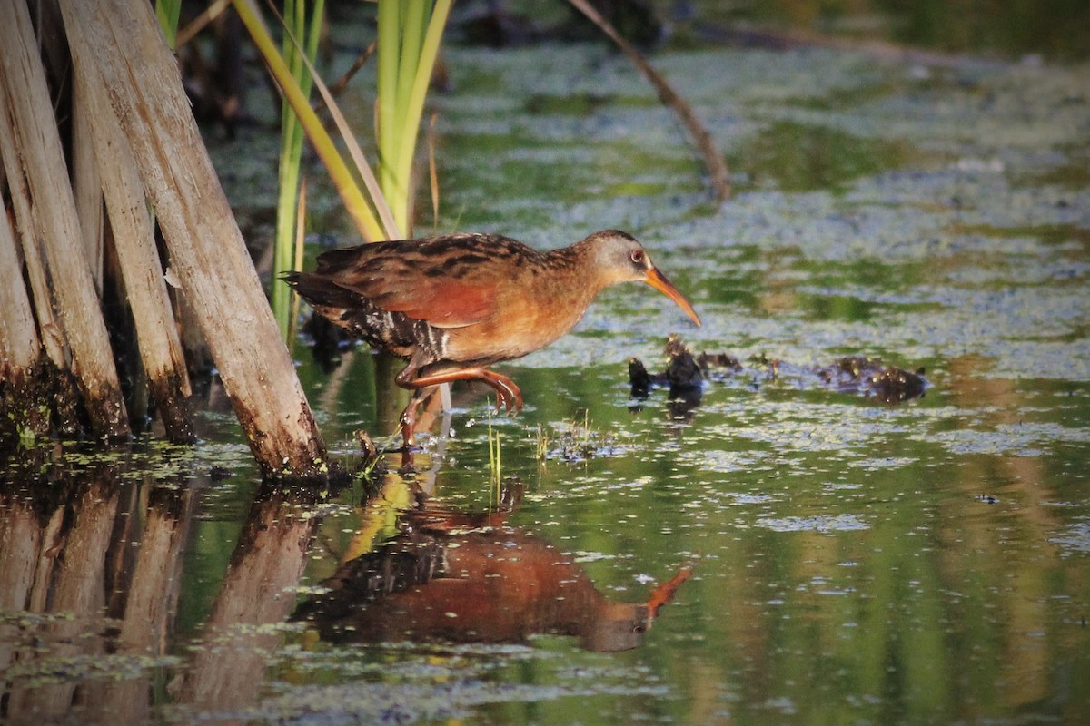 Virginia Rail - Matt Hoberg