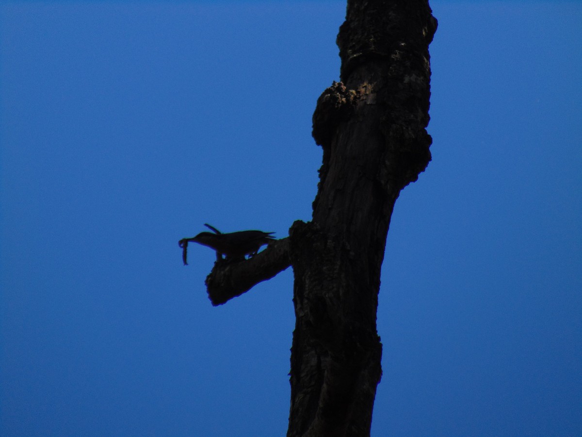 Chestnut-bellied Nuthatch - Divin Venu