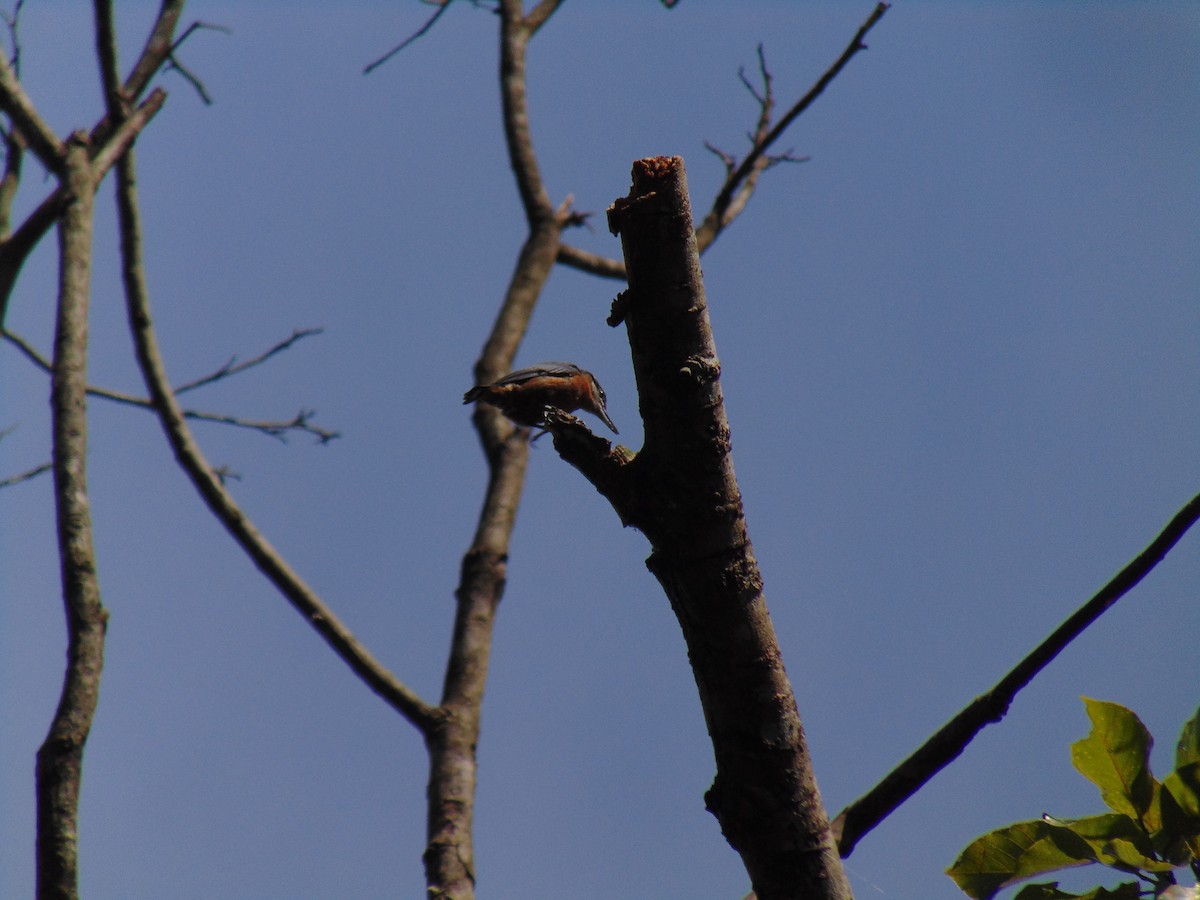 Chestnut-bellied Nuthatch - ML595705151