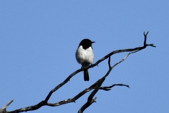 Hooded Robin - Russell Waugh
