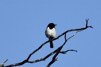 Hooded Robin - ML595705391