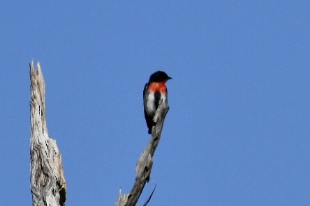 Mistletoebird - Russell Waugh