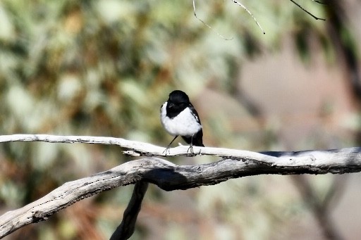 Hooded Robin - Russell Waugh