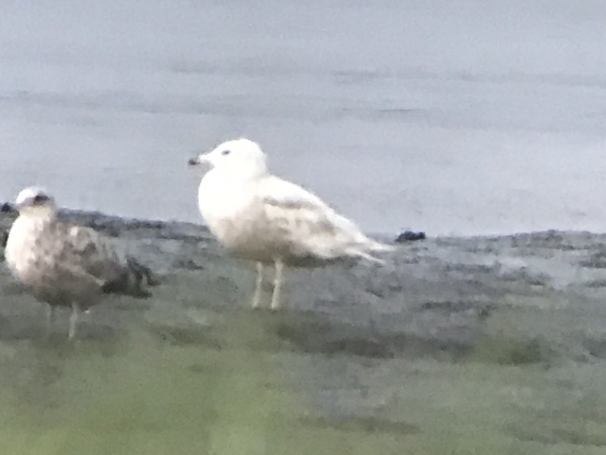 Glaucous Gull - ML595707431