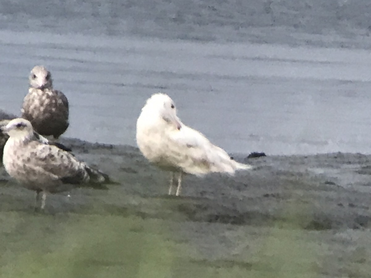 Glaucous Gull - ML595707451