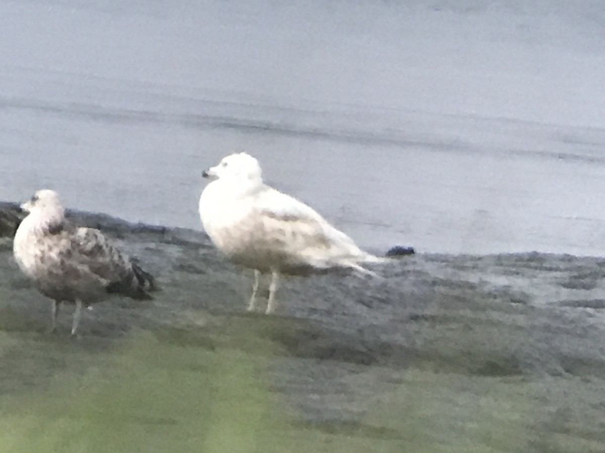 Glaucous Gull - ML595707461