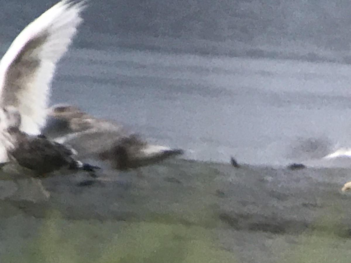 Glaucous Gull - ML595707471