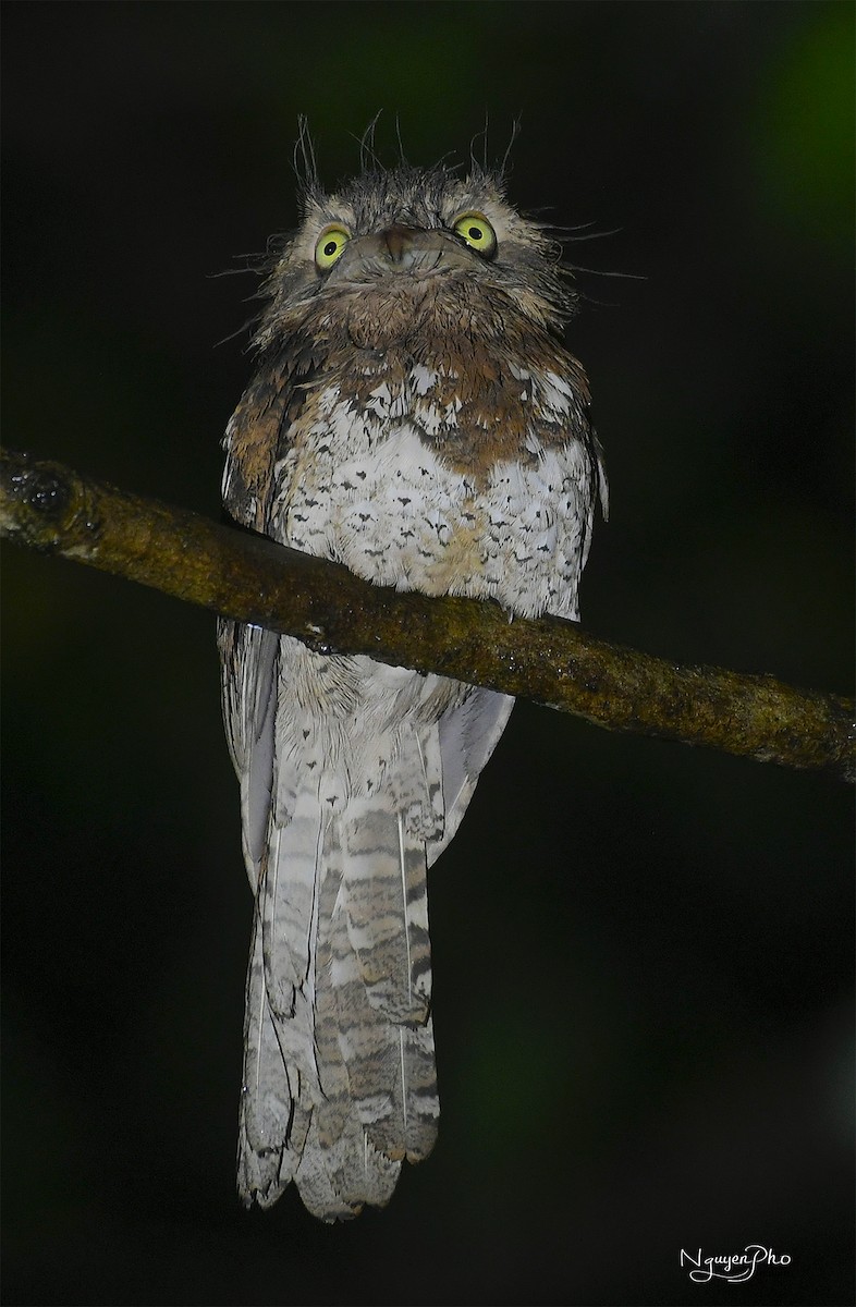 Blyth's Frogmouth - Nguyen Pho