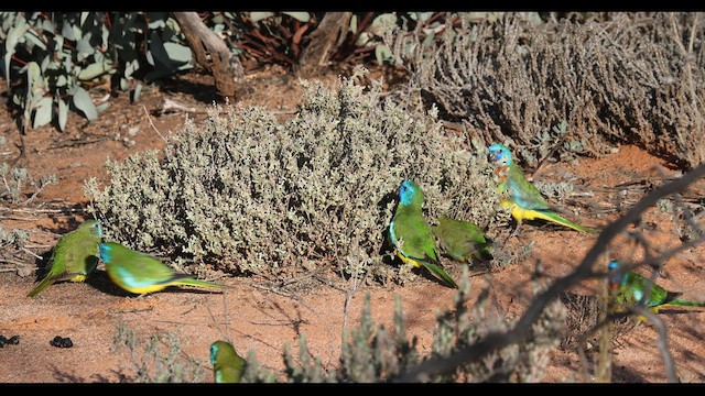 Scarlet-chested Parrot - ML595708261