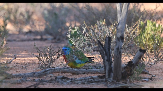 Scarlet-chested Parrot - ML595708271