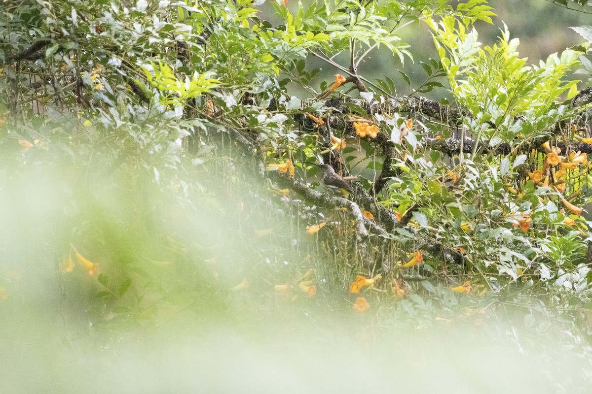 Whitehead's Spiderhunter - Muangpai Suetrong