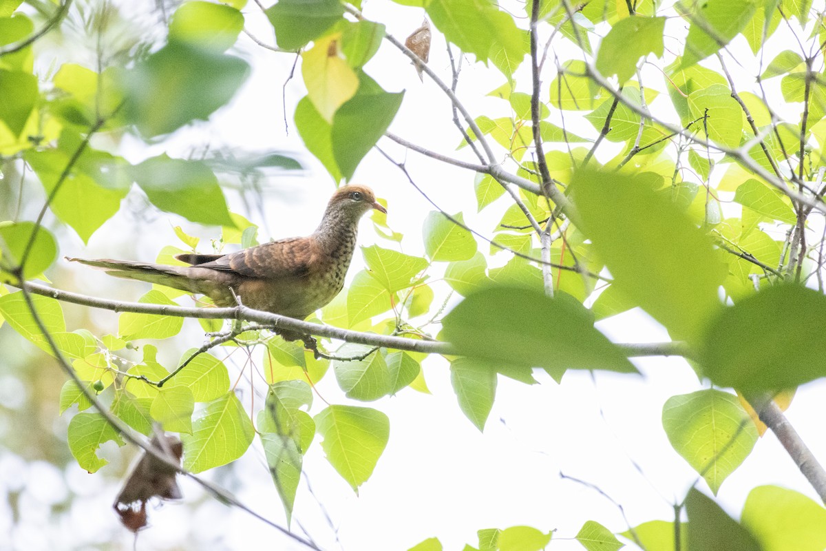 Little Cuckoo-Dove - Muangpai Suetrong