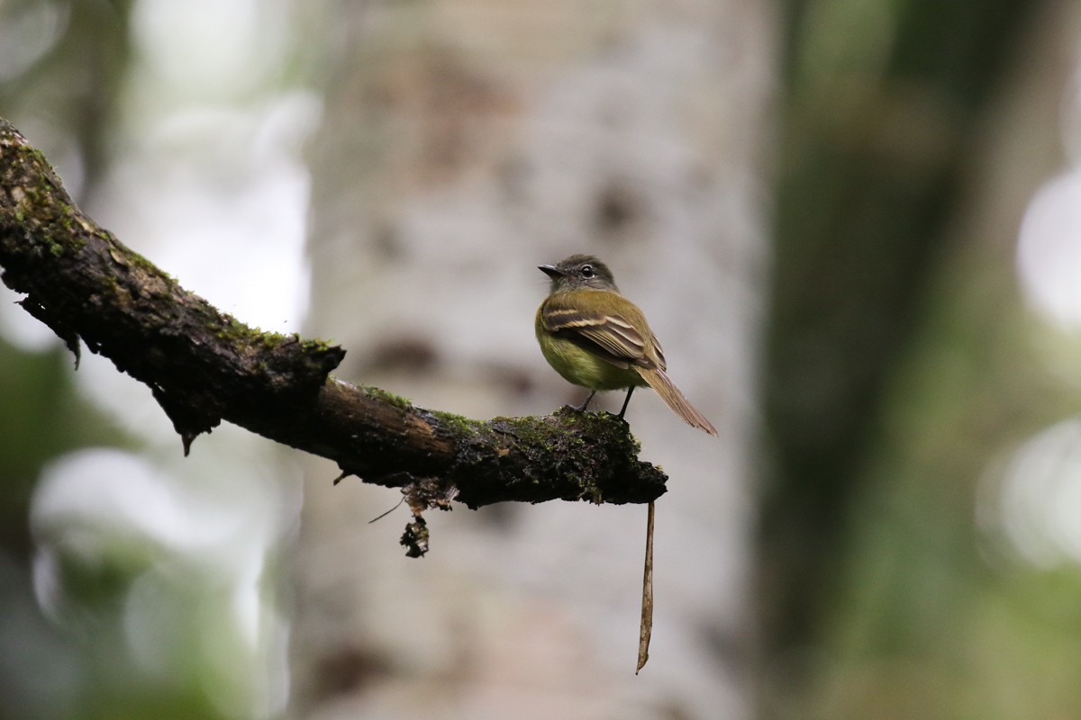 Black-billed Flycatcher - Raphael Lebrun